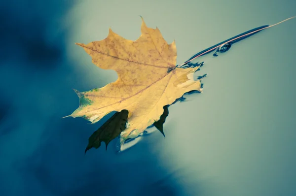 stock image Orange autumn maple leaf