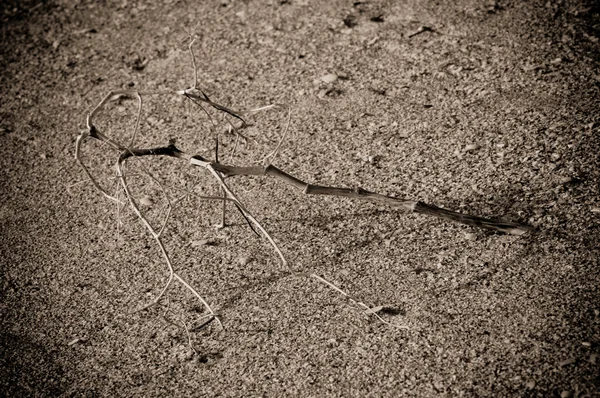 stock image Thorn in sand