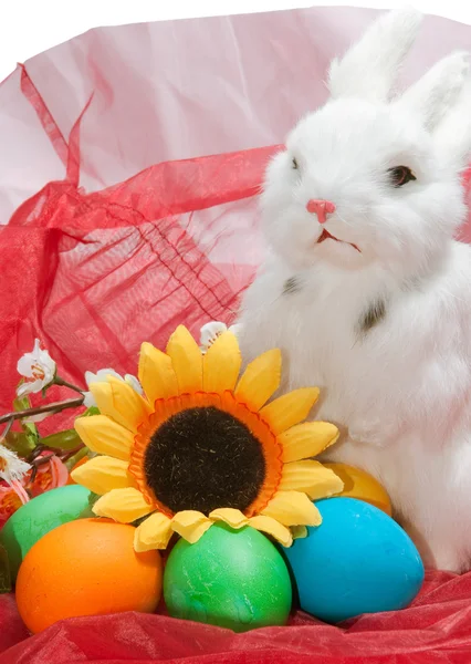 Cute little rabbit — Stock Photo, Image