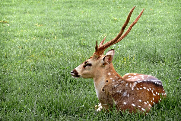 Lonely deer Royalty Free Stock Photos