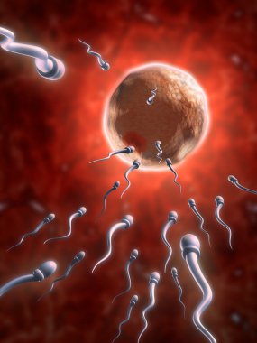 Sperm cells reaching an human ovum clipart