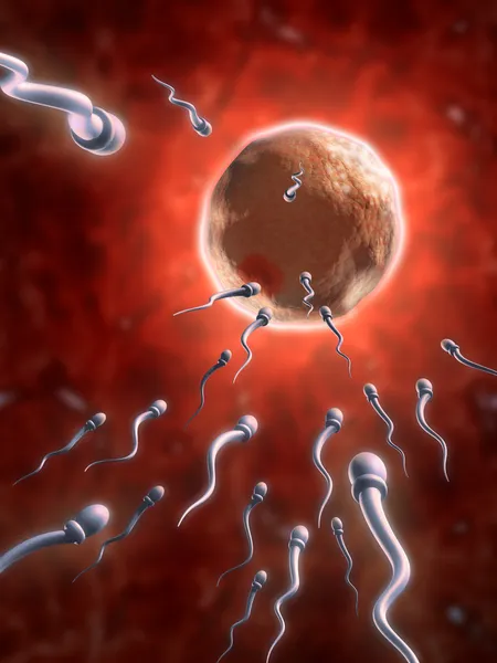 Células espermáticas atingindo um óvulo humano — Fotografia de Stock