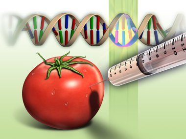 Genetically modified tomato clipart