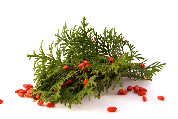 Thuja with red barberry — Stock Photo, Image