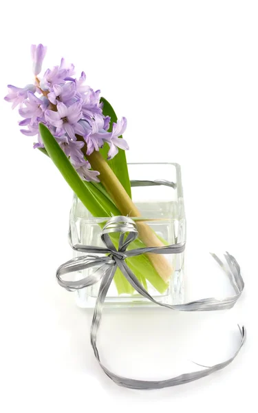 Hyacinth in glass vase — Stock Photo, Image