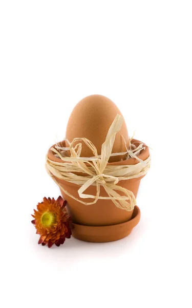 Egg in flowerpot with bow — Stock Photo, Image