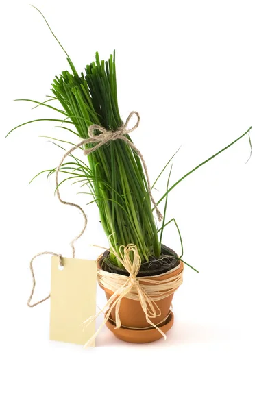Green onion in pot with card — Stock Photo, Image