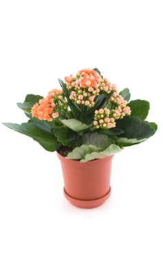 Kalanchoe with red flower in pot clipart