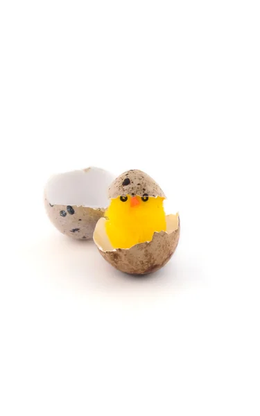 stock image Quail egg with chicken