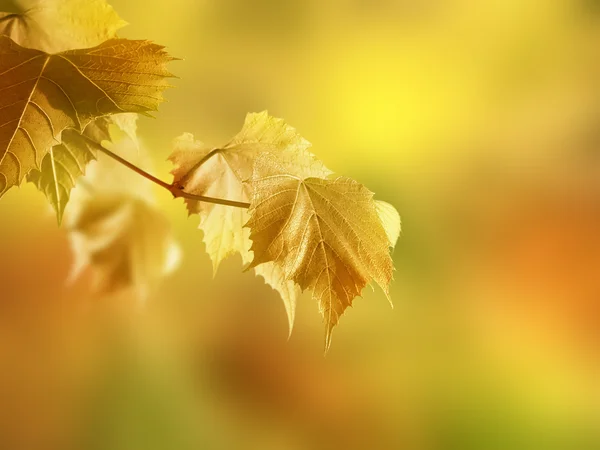Meditación de otoño — Foto de Stock