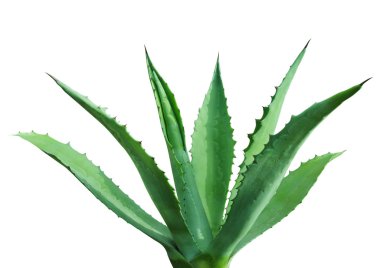 Green agave clipart