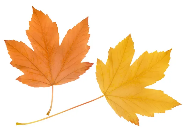 Осенние листья, изолированные на белой обратной стороне — стоковое фото