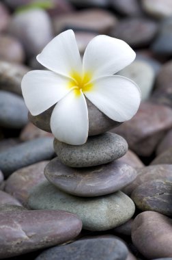 Fragipani on a stack of rocks clipart