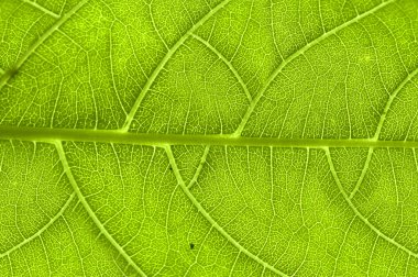 Extreme close up of green leaf veins clipart