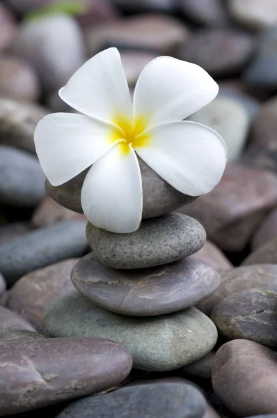 Fragipani on a stack of rocks — Stock Photo, Image