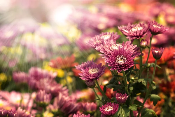 Květina s paprsek světla — Stock fotografie