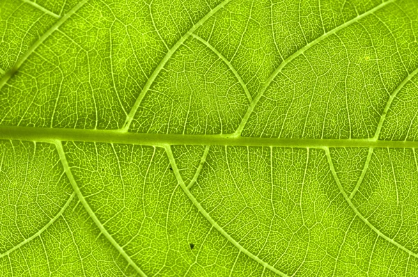 Extremo close-up de veias folha verde — Fotografia de Stock