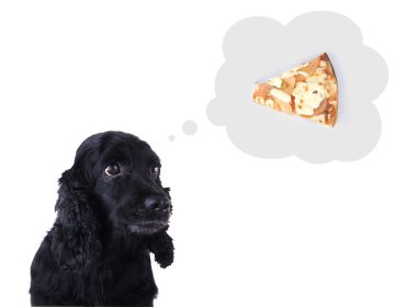 Hungry cocker spaniel clipart