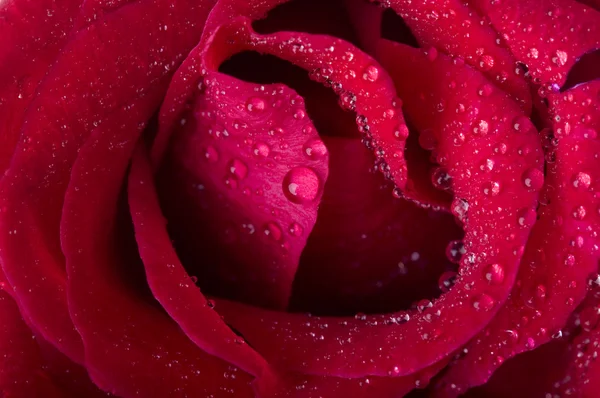 玫瑰 — 图库照片