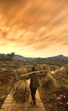 A traditional chinese farmer harvesting clipart