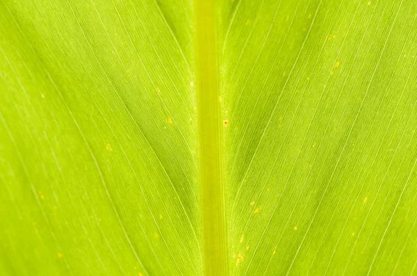 Close up de folha verde — Fotografia de Stock