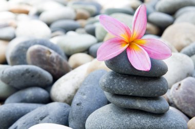 Frangipani with stack of rocks clipart