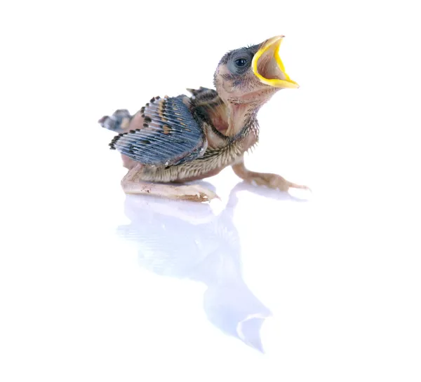 Brood sparrow — Stock Photo, Image