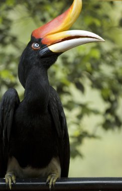 Hornbill clipart