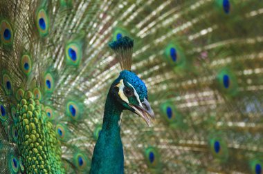 Peacock clipart