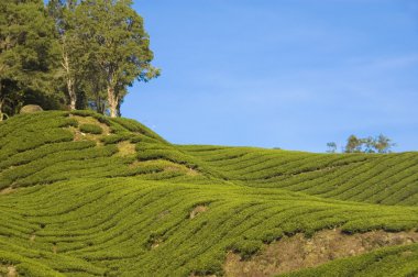 Tea plantation clipart