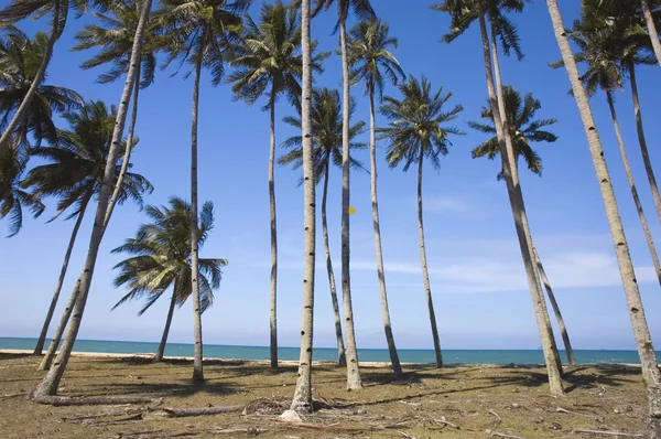 Praia azul com coco — Fotografia de Stock