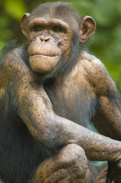 stock image Chimpanzee