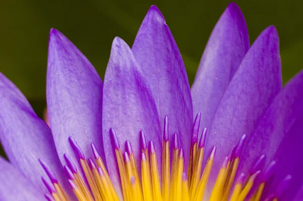 Lotus — Fotografie, imagine de stoc