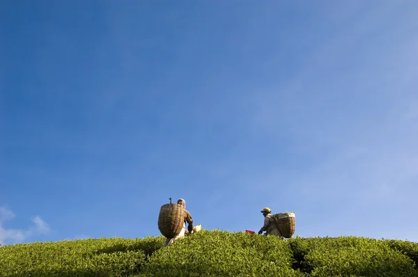 stock image Tea farmers