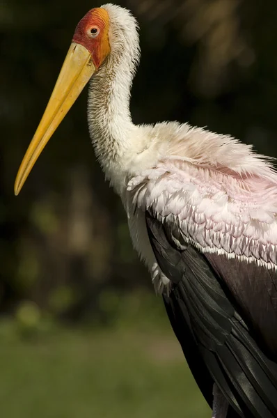 stock image Stork