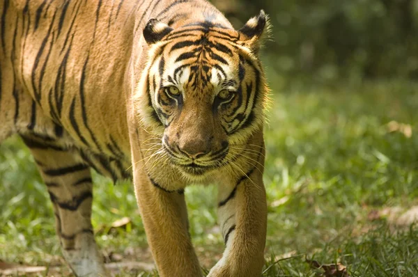 Potrait de un tigre —  Fotos de Stock