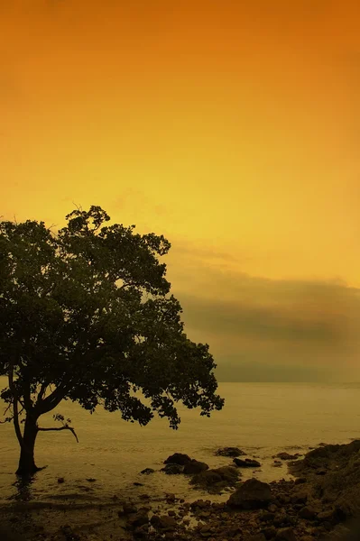 树和期间日落海滩 — 图库照片