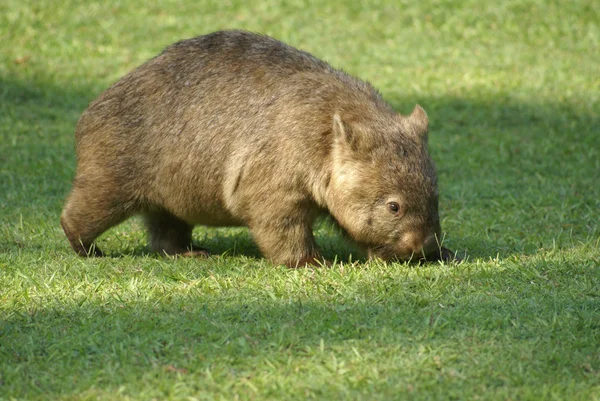 stock image Wombat