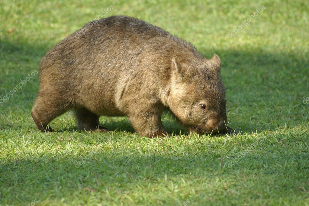 Australischer Wombat Australischer Wombat