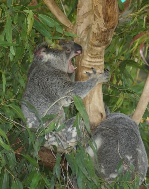 Koala having a rare showing of teeth clipart