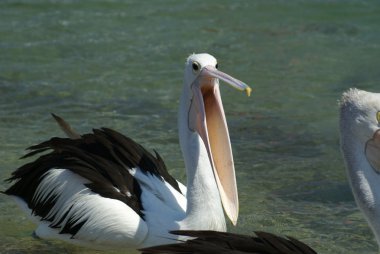 Pelican begging for food clipart