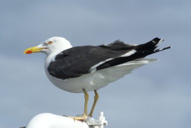 Herring Gull / Larus argentatus clipart