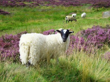 Sheep in the Scottish highlands clipart