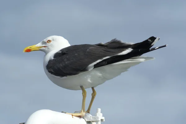 Herring Gull / Larus argentatus — Stock Photo, Image