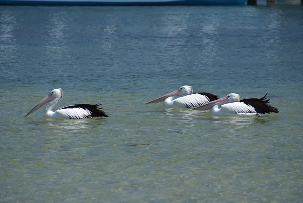 Grupp 3 pelikaner Royaltyfria Stockfoton