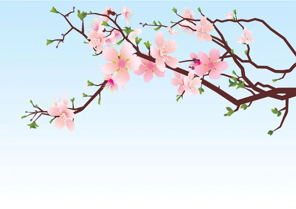 Sakura brunch våren — Stockfoto