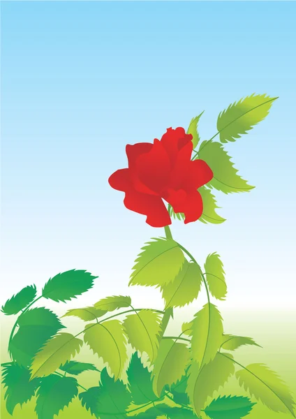 Piros rózsa keret — Stock Fotó
