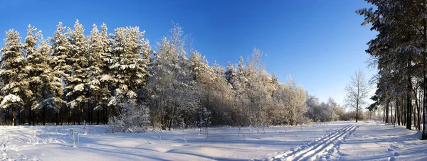 Vista della foresta invernale — Foto Stock