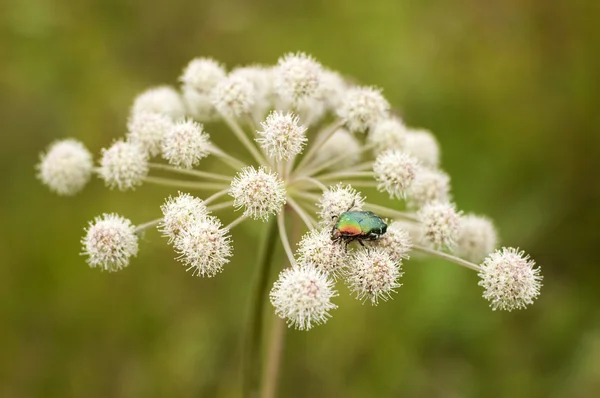 stock image Figeater beetle