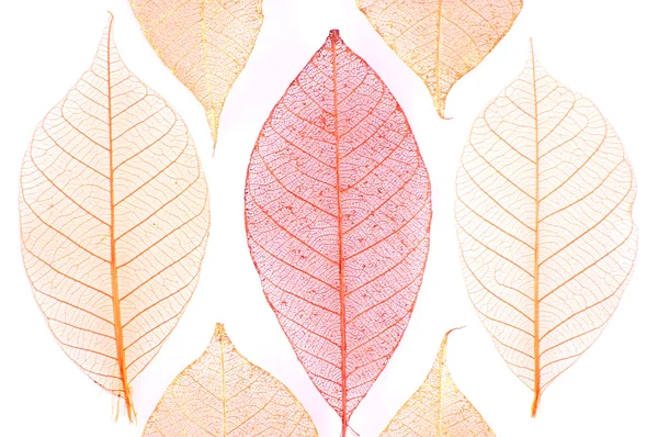 Kleurrijke droge bladeren — Stockfoto